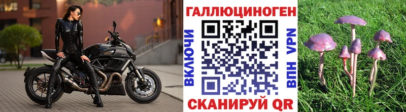Купить где  Киреевск  Галлюциногенные грибы Cubensis 